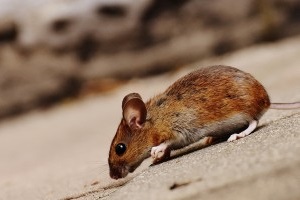 Mouse extermination, Pest Control in Stratford, West Ham, E15. Call Now 020 8166 9746