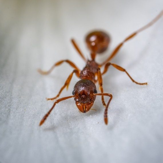 Field Ants, Pest Control in Stratford, West Ham, E15. Call Now! 020 8166 9746