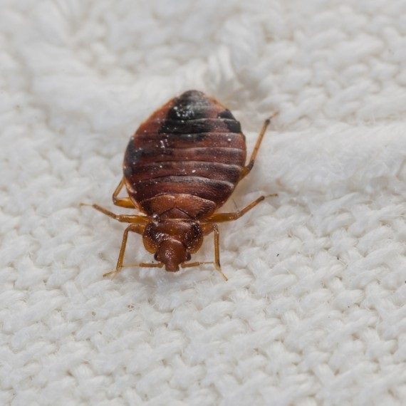Bed Bugs, Pest Control in Stratford, West Ham, E15. Call Now! 020 8166 9746