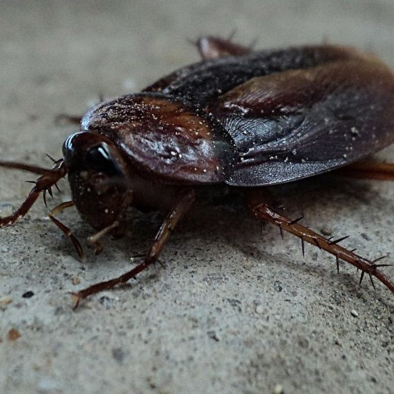 Cockroaches, Pest Control in Stratford, West Ham, E15. Call Now! 020 8166 9746