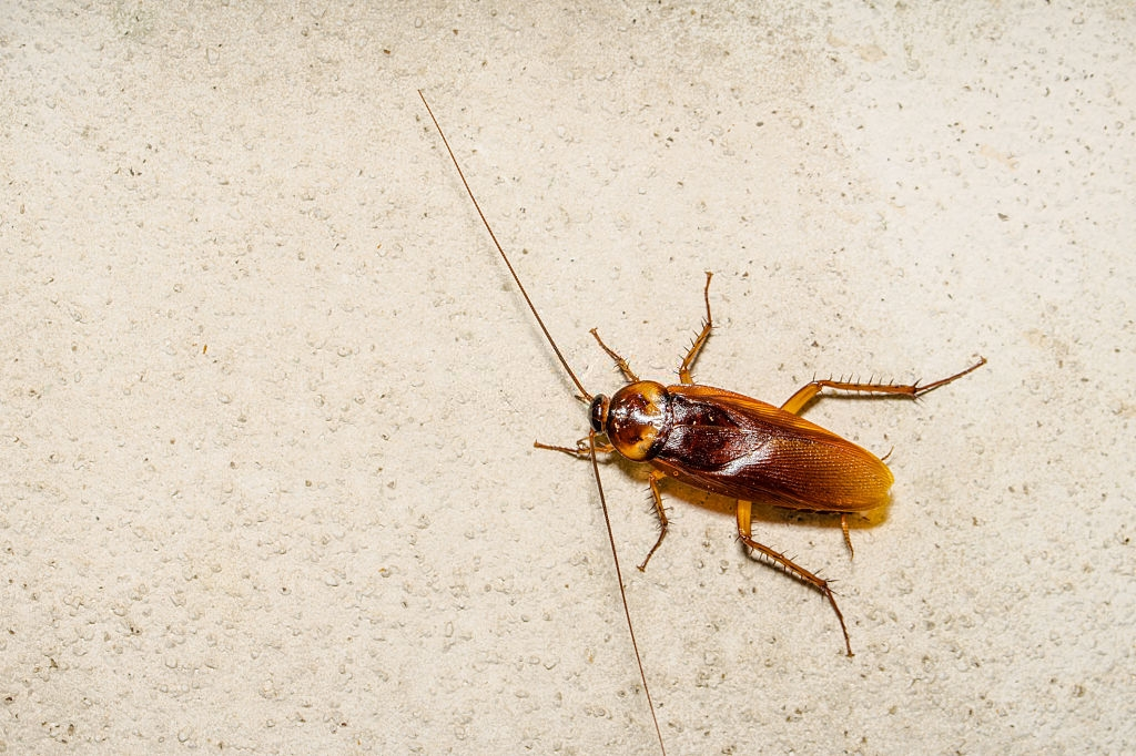 Cockroach Control, Pest Control in Stratford, West Ham, E15. Call Now 020 8166 9746