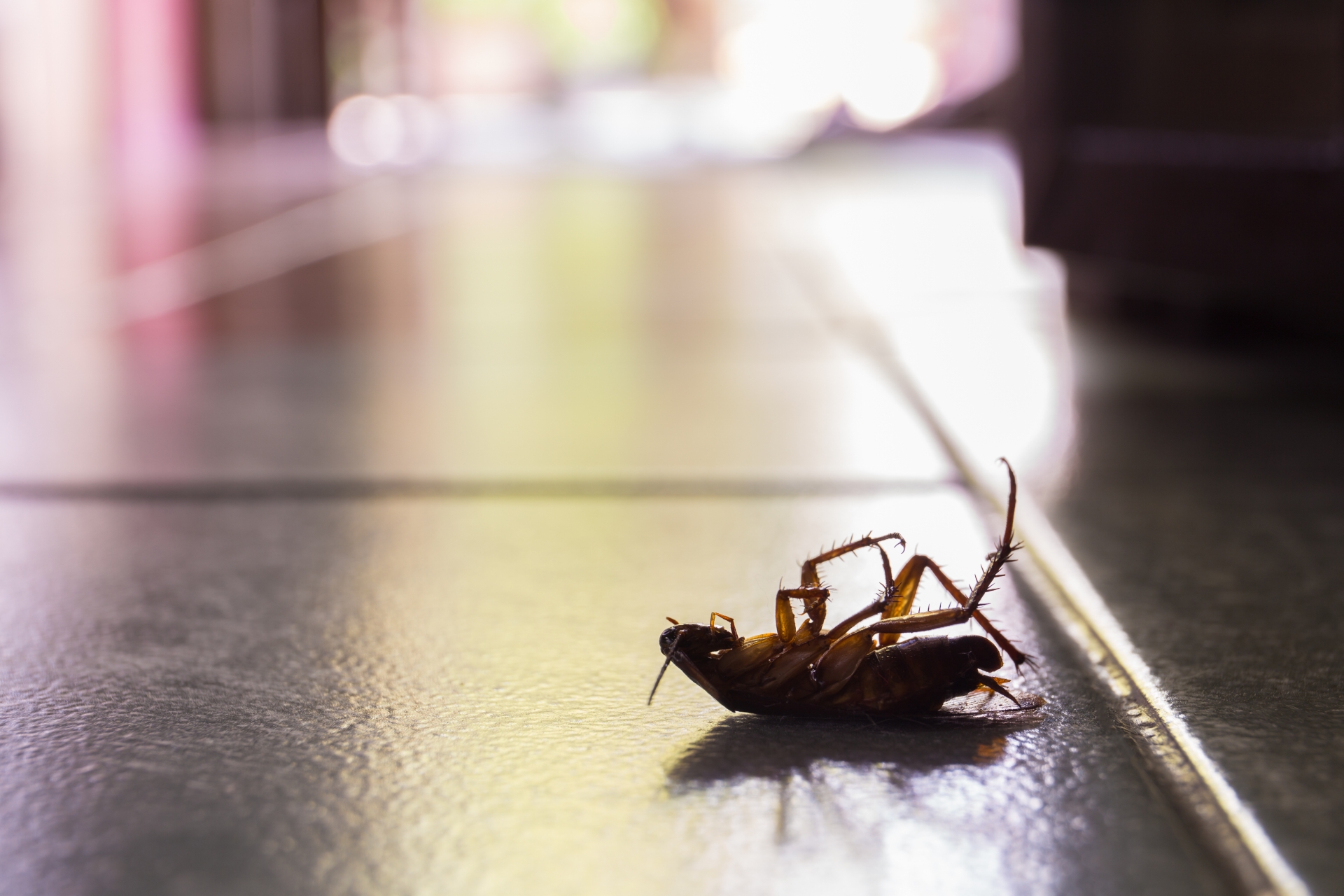 Cockroach Control, Pest Control in Stratford, West Ham, E15. Call Now 020 8166 9746