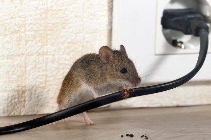 Pest Control in Stratford, West Ham, E15. Call Now! 020 8166 9746