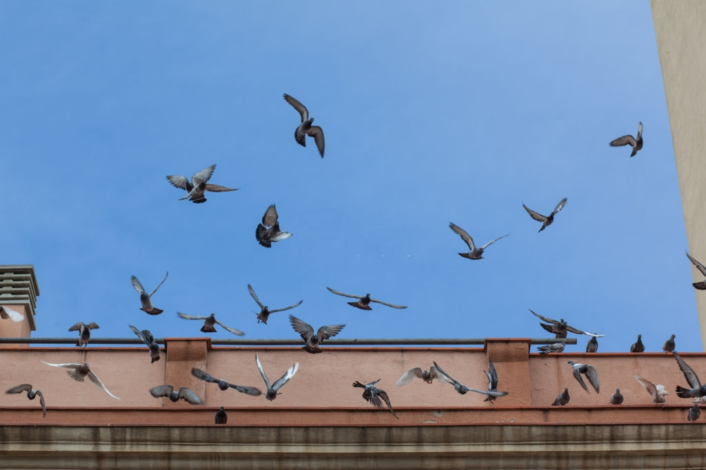 Pigeon Pest, Pest Control in Stratford, West Ham, E15. Call Now 020 8166 9746