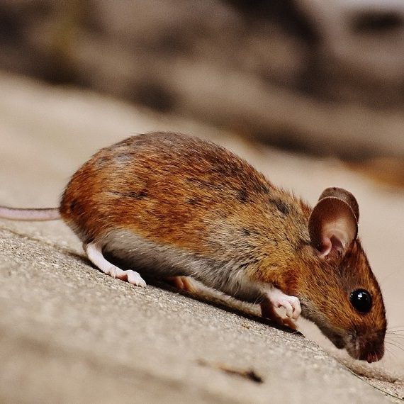 Mice, Pest Control in Stratford, West Ham, E15. Call Now! 020 8166 9746