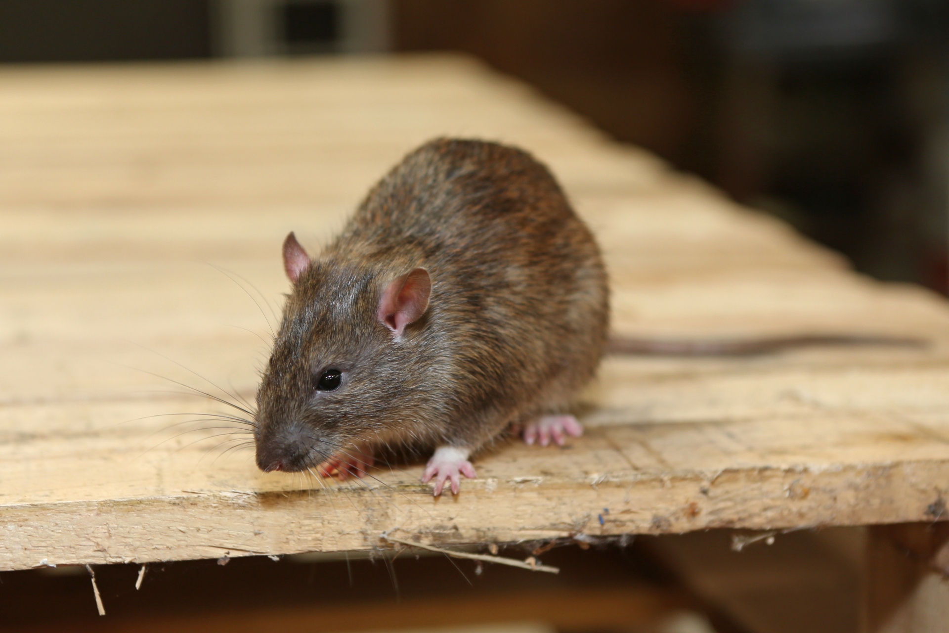 Rat Infestation, Pest Control in Stratford, West Ham, E15. Call Now 020 8166 9746