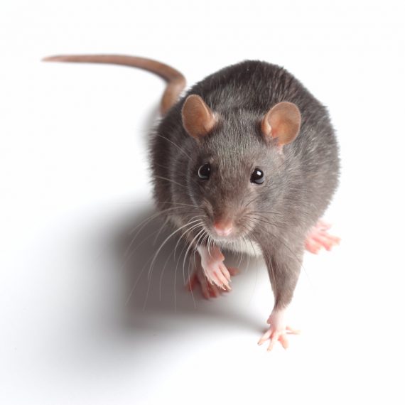 Rats, Pest Control in Stratford, West Ham, E15. Call Now! 020 8166 9746