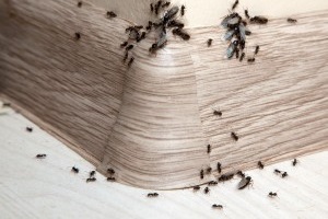 Ant Control, Pest Control in Stratford, West Ham, E15. Call Now 020 8166 9746