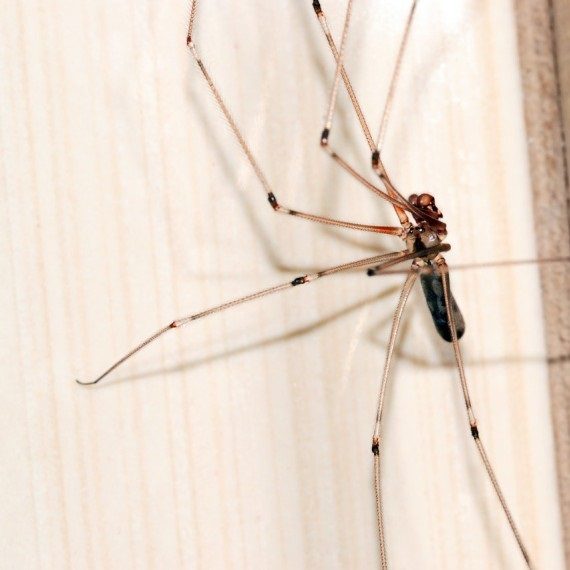 Spiders, Pest Control in Stratford, West Ham, E15. Call Now! 020 8166 9746