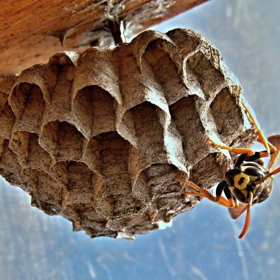 Wasps Nest, Pest Control in Stratford, West Ham, E15. Call Now! 020 8166 9746